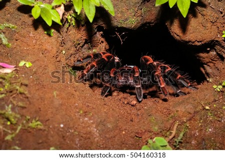 Redknee tarantula at the entrance of her cave