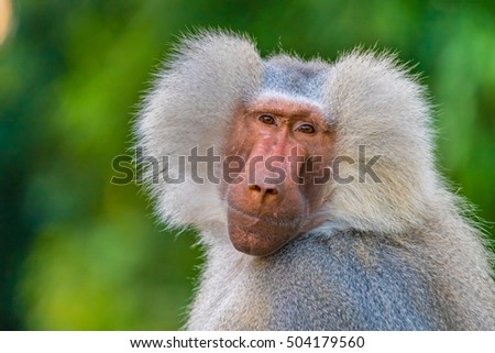 Cloak baboon (Papio hamadryas) in front of a background of green leaves.