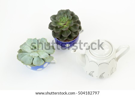 Two succulent plants Echeveria in blue spotted teacups and white teapot decorated in a point to point technique. Teacups as planters. White background. Top view.