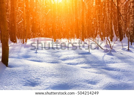 snow in the winter forest with sun rays