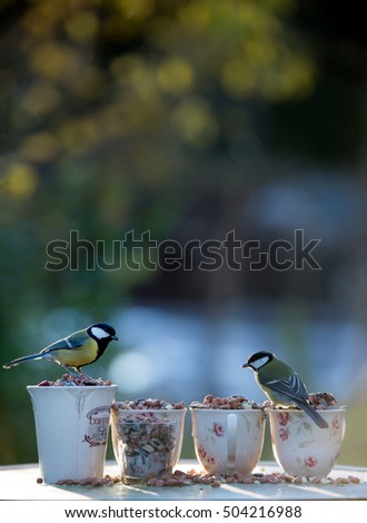 Great tit birds feeding on bird seeds in porcelain cups with a green nature background