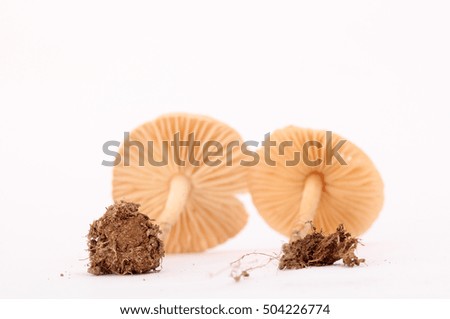 picture of a fresh harvested mushrooms in studio