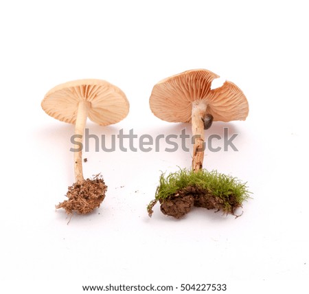 picture of a fresh harvested mushrooms in studio