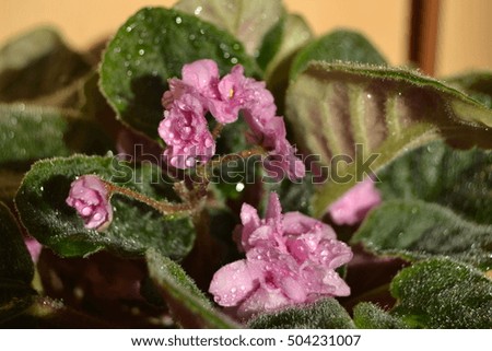 
pink violet flowers with dew drops on the leaves
