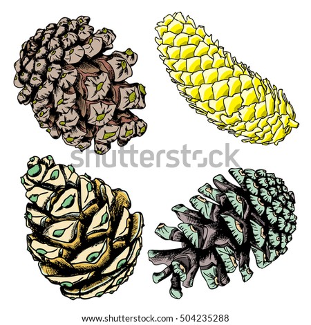 Set of watercolor painted and hand drawn inked drawing of pine cones. Collection of Christmas hand drawn fir cones. Cones of various trees cedars, firs, hemlocks, larches, pines and spruces. Vector.