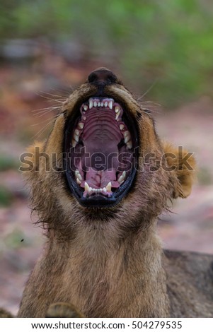 Lion cub yawning.