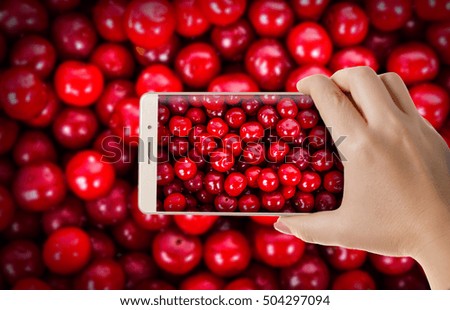  Hand with the phone close-up.Woman photographs of ripe cherries to a smartphone
