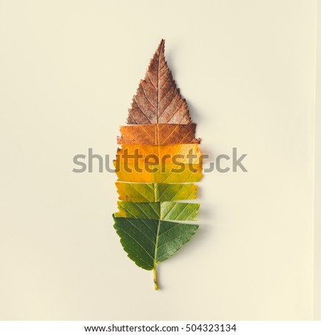 Creative layout of colorful autumn leaves. Flat lay. Season concept. Royalty-Free Stock Photo #504323134