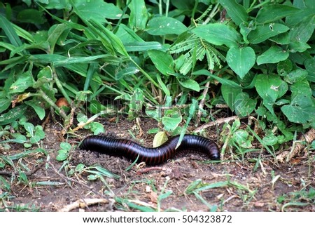 African huge centipede in the grass of Tanzania