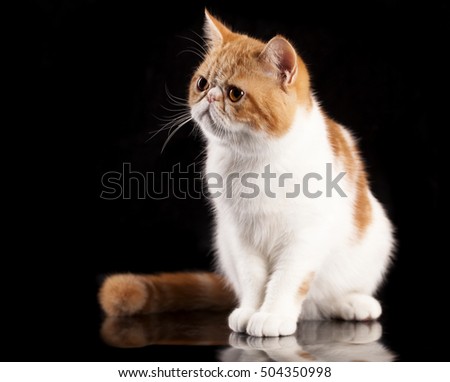 Exotic Cat, Persian
