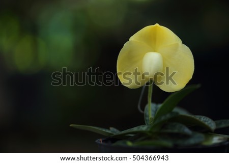 Low key picture of orchids on black background, Selective focus light and shadow. Beautiful orchid in Thailand, It is name Paphiopedilum godeforyae album. free space for text.