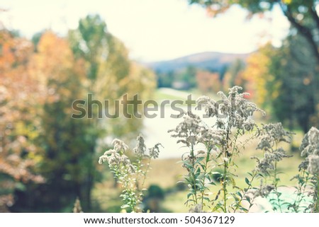 Plants in autumn