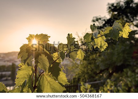 HDR photo of sunset sun shining through the leaves of grapevine at Vysehrad vineyard in Prague, Czech republic