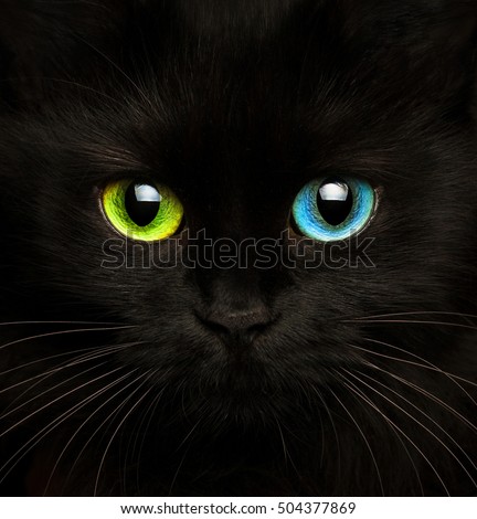 Cute muzzle of a black cat with eyes of different colors closeup