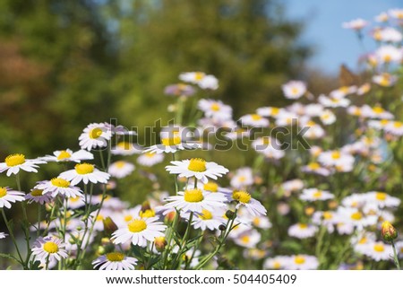 Chrysanthemum Photo