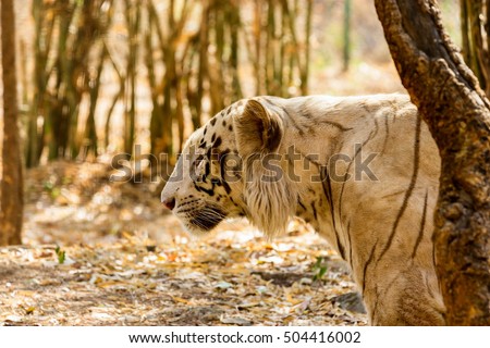The white tiger is a pigmentation variant of the Bengal tiger, which is reported in the wild from time to time in the Indian states of Assam, West Bengal and Bihar in the Sunderbans region.