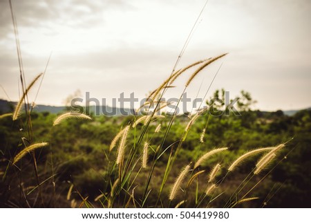 Reeds flowers background in sunset