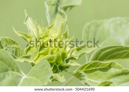 closeup sunflower blooming picture green