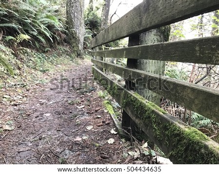 Moss Covered Forest Path Fence