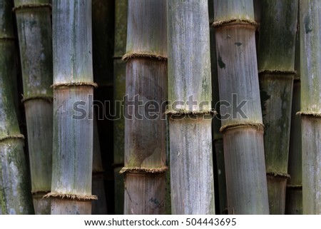 tight shot of a group of large green bamboo poles as a conceptual background