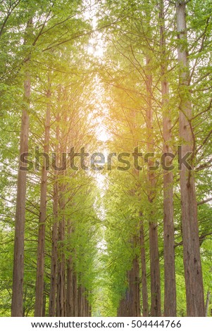 Bright sunlight beaming through pinewood forest. fir and pine trees in wilderness of a national park. lit by bright yellow sunlight. eco system and healthy environment concepts.