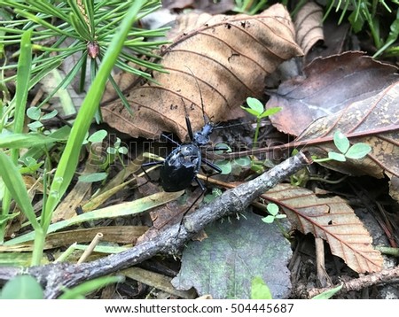 Black Beetle on Forest Floor