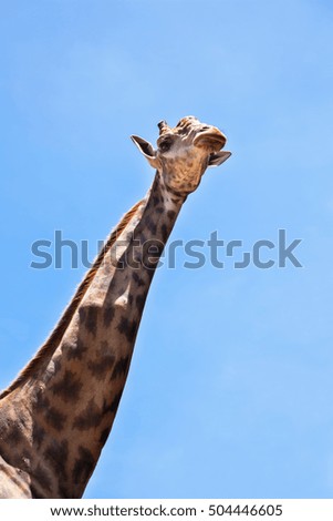 View from below of giraffe head on blue sky background. Travel on vacation.