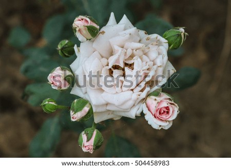 White rose has fresh and old flower but This is fact