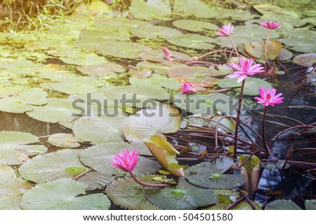 flowers on the lotus pond