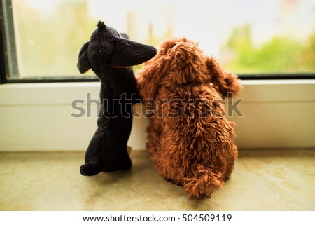 two toy dogs wait at the window
