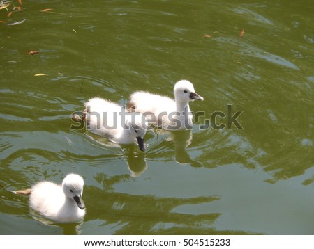 Sweet babies swans