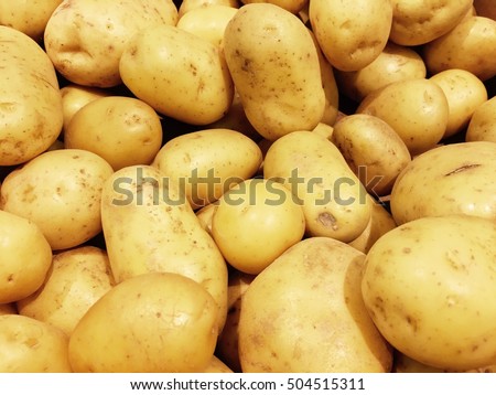Fresh organic potato stand out among many large background potatos in the market. Heap of potatos root. Close-up potatos texture. Macro potato.
























































 Royalty-Free Stock Photo #504515311