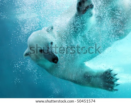Polar bear attacking underwater with full paw blow details showing the extended claws, webbed fingers and lots of bubbles - bear looking at camera. Royalty-Free Stock Photo #50451574