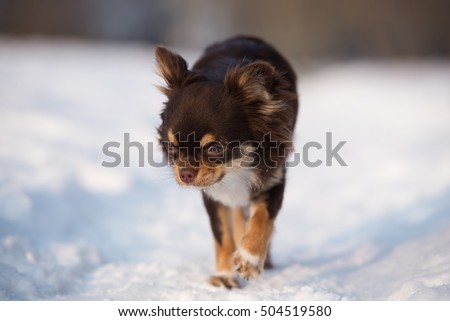 chihuahua dog walking outdoors in winter