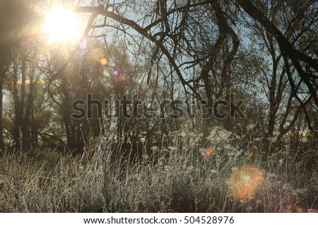 autumn landscape frosty morning in the grove, the frost on the grass, the sun's rays in the branches of a tree
