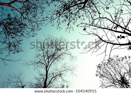 beautiful  dry tree branches silhouette at sunset blue sky , color filter effect background