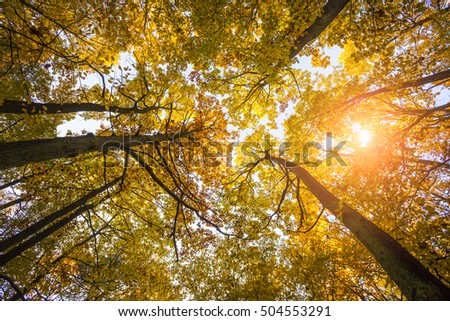Autumn landscape with trees in the forest. Look up in the forest