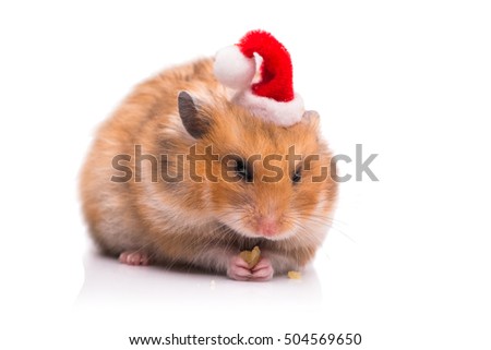Cute hamster with santa hat isolated on white