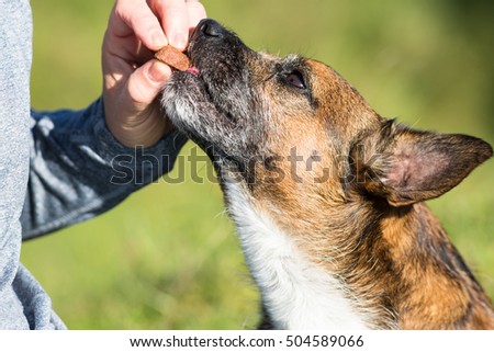 rewarding cute dog with treat Royalty-Free Stock Photo #504589066