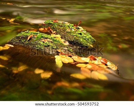 Colorful leaves caught in mountain river, autumn colors in stream.