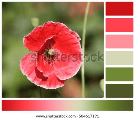 Red Poppy Flower. Palette With Complimentary Color Swatches