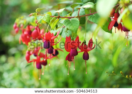 Hanging fuchsia flowers in shades of pink
