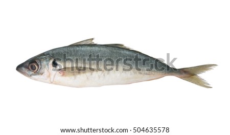 Fresh horse mackerel fish isolated on white background