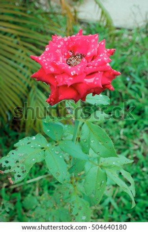 Flower colors include red and pink roses are grown and in the most care and attention. You can take it as a background image