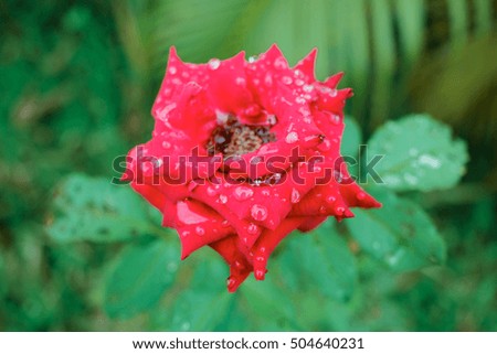 Flower colors include red and pink roses are grown and in the most care and attention. You can take it as a background image