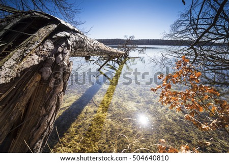 Dead trees in the water, spring at the lake and bright sunshine, warm light on the lake
Dead wood on the shore of a clear, natural lake, reflecting beautiful clouds in the water