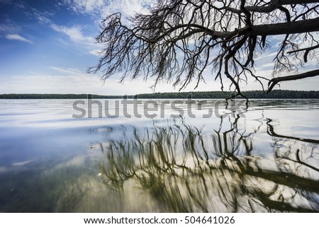 Dead trees in the water, spring at the lake and bright sunshine, warm light on the lake
Dead wood on the shore of a clear, natural lake, reflecting beautiful clouds in the water