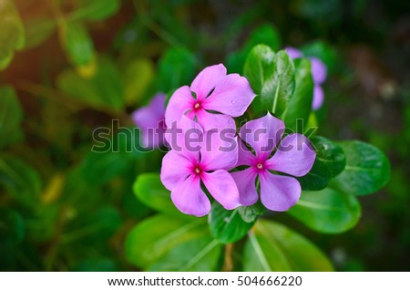 Madagascar Periwinkle flower in garden,Nature background,Flower background