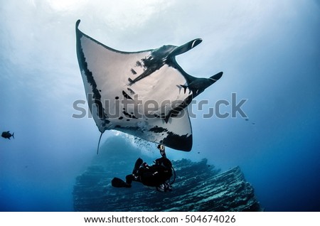 Giant Manta Ray swimming with scuba diver Royalty-Free Stock Photo #504674026