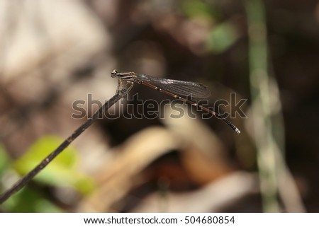 Beautiful dragonfly in nature background, Rare item in Thailand